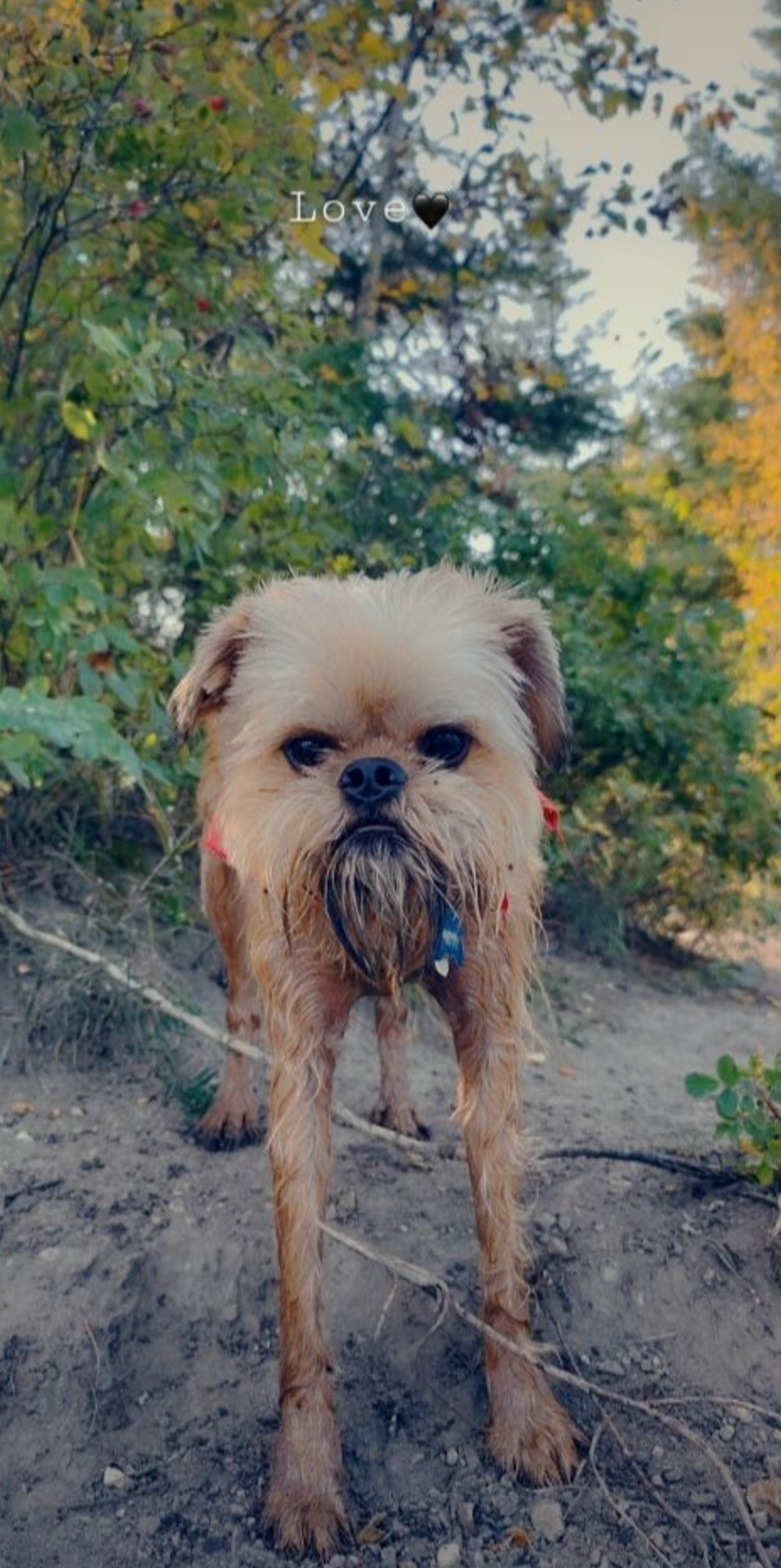Happy healthy dog