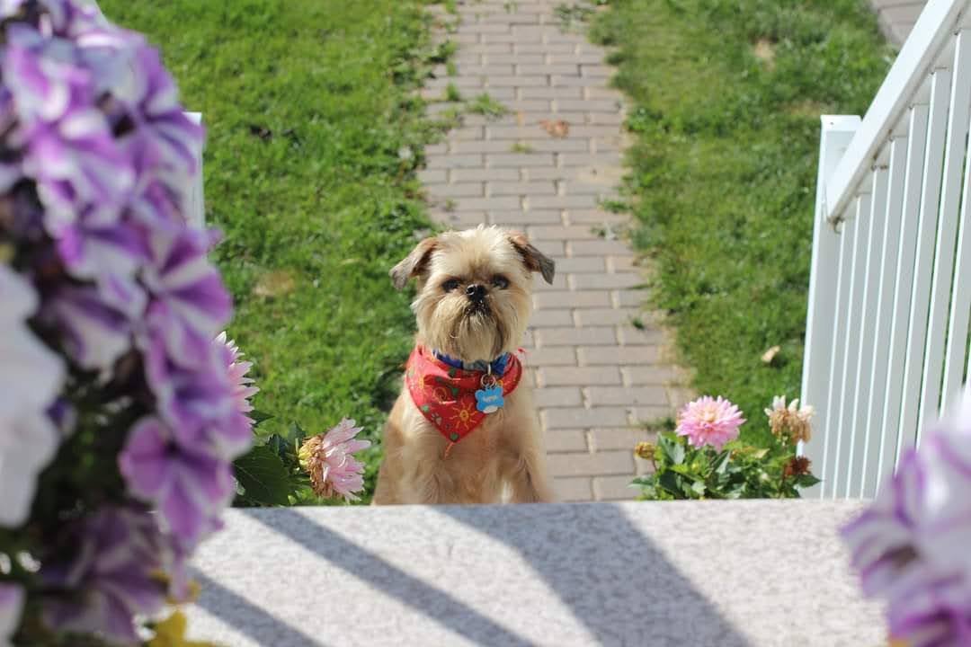 Clifford the dog sitting on the front steps surrounded by flowers